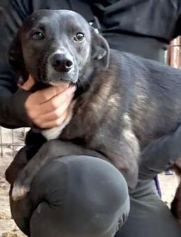 sensible PJESKA ~ in toller Fellfarbe - Duisburg