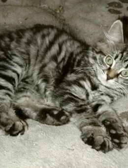 Maine Coon Perser Norwegische Waldkatze Langhaar Kitten Katzenbabies Kätzchen Katzen - Polling (Landkreis Mühldorf (Inn))