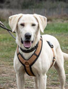 Browny, ein aktiver Senior - Brunstorf
