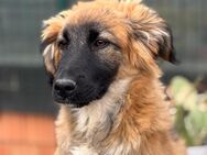 Cooper Ein kleiner Abenteurer - Rostock