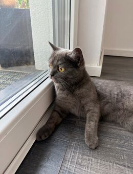 BKH grau Katze 1,5 Jahre alt - Rheda-Wiedenbrück