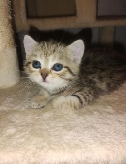 BKH Kitten - Lahr (Schwarzwald)