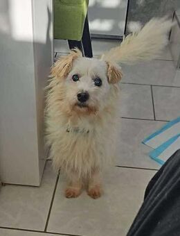 Kleiner Sandro sucht ruhigen Hafen - Koblenz