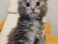 Maine Coon Kitten reinrassig - Breitungen (Werra)