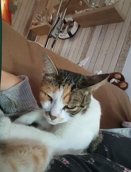 Suche Hündin, die sich mit Katzen und Frettchen versteht - Spremberg