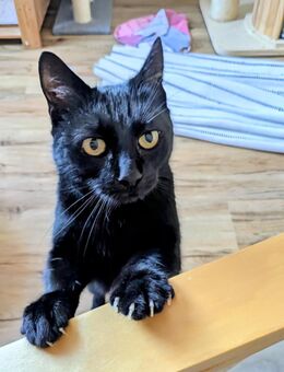 Super liebe Lackkatze LENI🩷 - Stelle