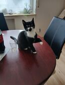 BKH EKH Siam mix Kitten in 73441