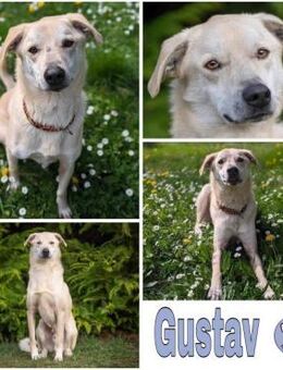 GUSTAV * spezieller Kooperationspartner - Duisburg