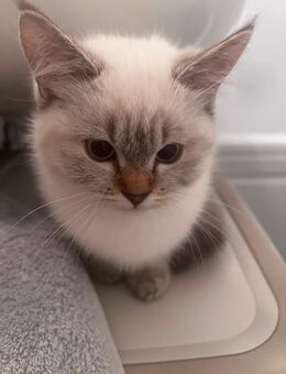 Süße Katze sucht liebevolles Zuhause 🐾 - Neuwied