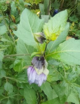 Blaue Lampionblume - Merseburg