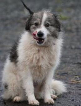 Miesu - sehr zutraulich u. kinderlieb - Lohra