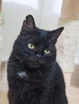 Abraxas - schwarze Schönheit - München