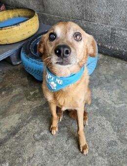 Seelenhund Brown - Eichenzell