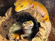 4 Leopardgeckos + Terrarium - Unterschneidheim