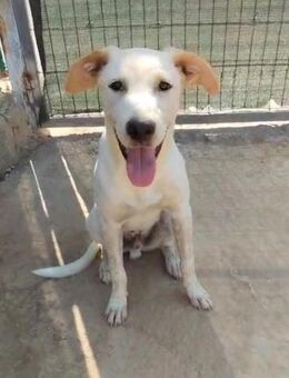 Gordo, geb. ca. 01.01.2025, 52 cm groß - Lünen