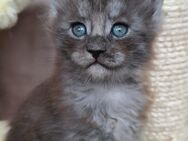 Maine Coon kätzchen mit stammbaum - München