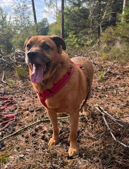 Galdi sucht ein ruhiges Zuhause! - Lotte