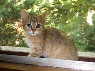 Katzenbabys aus Handaufzucht - Bad Hersfeld