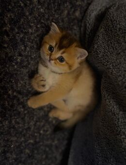 BKH Kitten Reservierung offen - Hamburg Wandsbek