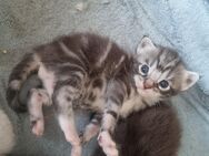 Maine Coon Kitten Mix - Grimma