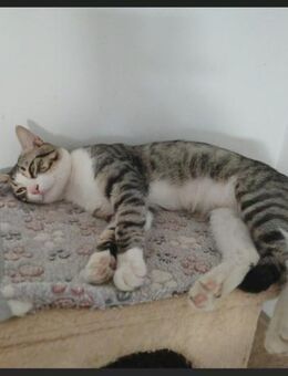 🌟Großer Schmusekater Sascha🌟 - Eislingen (Fils)