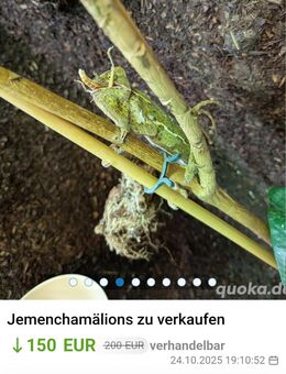 Chamälions - Feucht