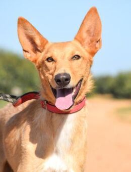 Dasher sucht Menschen mit etwas Geduld - Laatzen