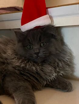 Britisch Langhaar Kitten - Harburg (Schwaben)