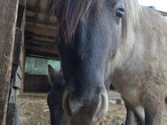 Konik stute 2. Jährig - Pommelsbrunn