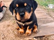 Rottweiler - Döbern Zentrum