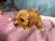 Maltipoo 2 Mädchen - Rostock