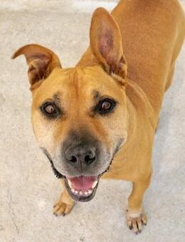 Sanfter Azor möchte ganz viel kuscheln! - Bergkirchen