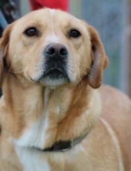 Riki - kinderliebe Traumhündin - Lohra