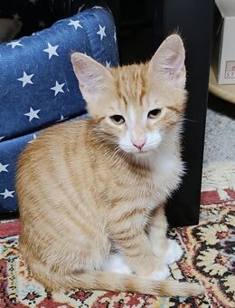 Junge Katzen abzugeben - Reutlingen Zentrum