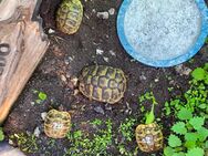 Verkaufe Bildhübsche Nachzuchten griechischer Landschildkröten - Oberhausen