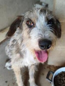 Brisa- hübsche Hundedame sucht Familie - Freudenstadt