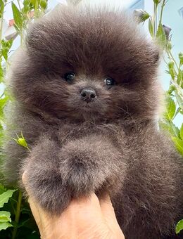 Zwergspitze Pomeranian Welpen mit Stammbaum - Saarlouis Zentrum