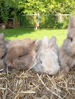 Zwergkaninchen, Mini Lop - Sagard