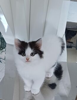 2x Perser Kater Mix Kitten - Freyung