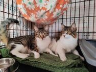 Misha und Lilith aus dem Tierschutz - Grevenbroich