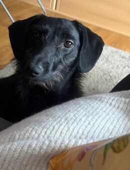 🐕Leah sucht ein neues Zuhause - Freilassing