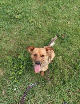 PUMPKIN - kleiner Rüde, große Power - Erfurt