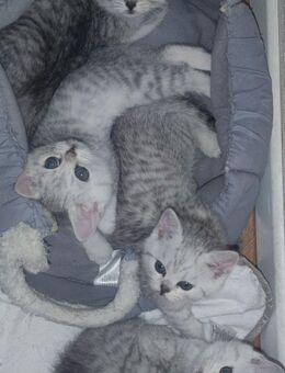 Britisch kurzhaar BKH Silver - Braunschweig