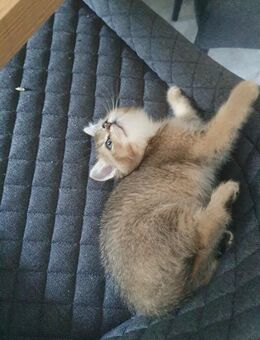 BKH Kitten Britische Kurzhaar Sucht liebevolle Hände - Oldenburg
