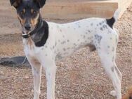 Curro-Bildhübscher Bodeguero Andaluz-Mix - Bad Camberg