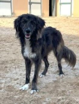 Dick sucht sein Zuhause - Neuss