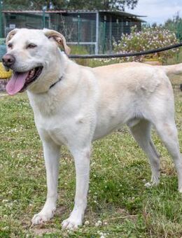 Lucas geht mit Ihnen durch dick undduenn - Brunstorf