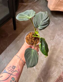 Philodendron Micans sad Plant - Buttstädt Zentrum