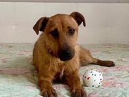 Tata❤️sucht ihr Zuhause - Rott (Inn)
