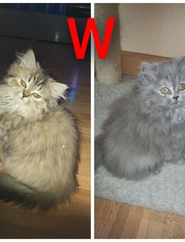 Reinrassige Perserkitten mit nase - Dortmund